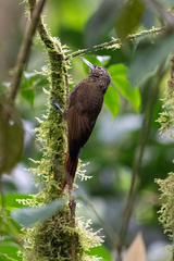 Xiphorhynchus triangularis