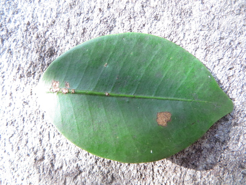 Myrtle-of-the-River (Calyptranthes zuzygium)