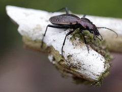 Carabus irregularis