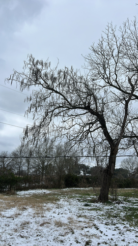 Foto de catalpa