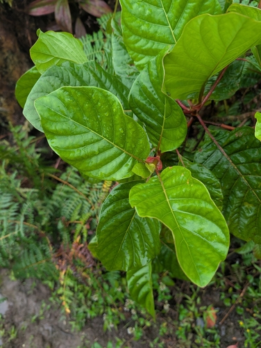 Cinchona pubescens, photograph 3