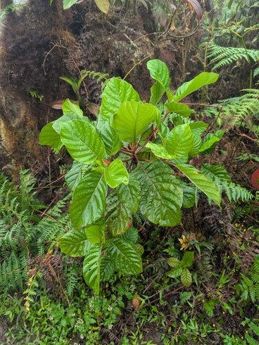 Cinchona pubescens, photograph 4