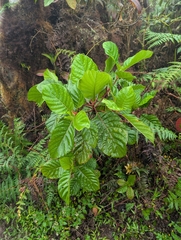 Cinchona pubescens, photograph (c) Jacob Saucier, some rights reserved (CC BY)
