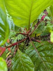 Cinchona pubescens, photograph (c) Jacob Saucier, some rights reserved (CC BY)
