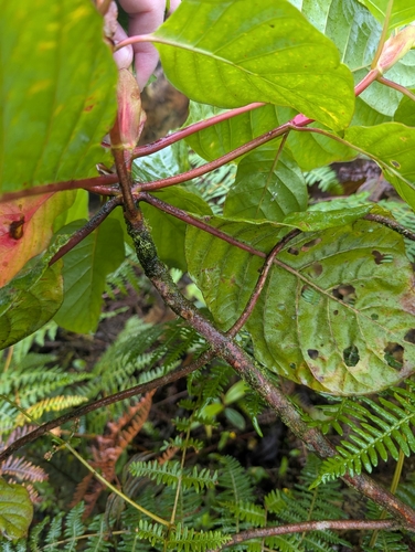 Cinchona pubescens, photograph 6