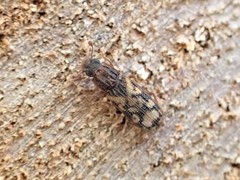 Bitoma insularis