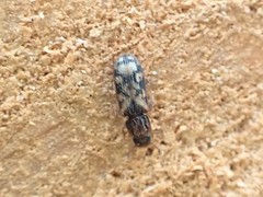 Bitoma insularis