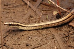 Lined Ground Snake photo 2