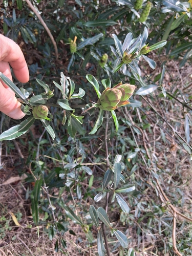 Hophead Philippine Violet (Barleria lupulina)