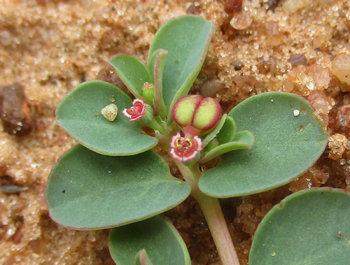 Smooth Creeping Milkweed