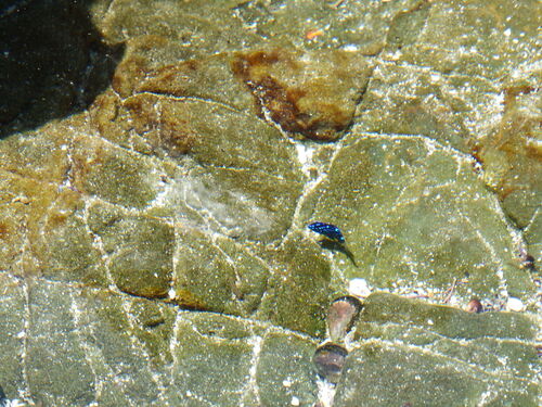 Coquito sergeant (Nexilosus latifrons) — Pomacentridae