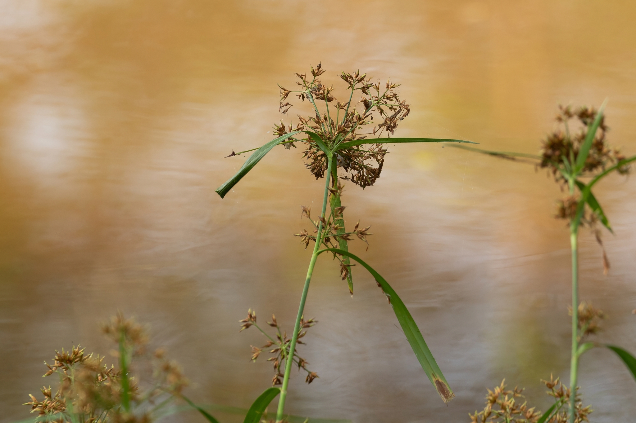 Rhynchospora corymbosa — ảnh 2