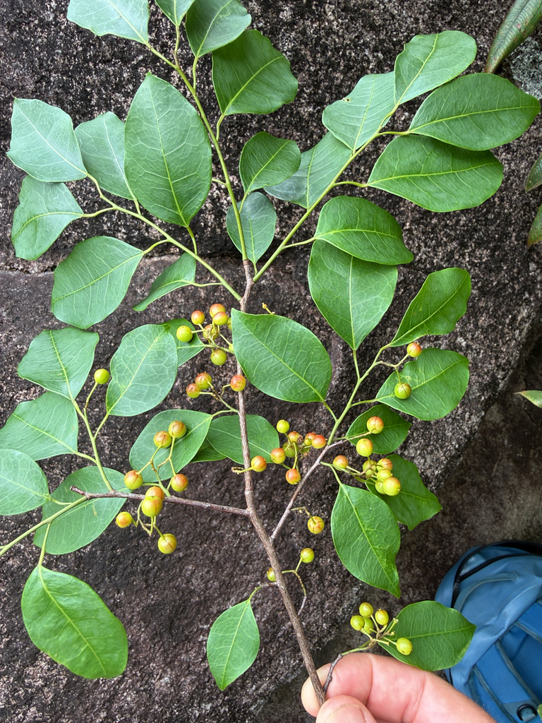 Maprounea guianensis
