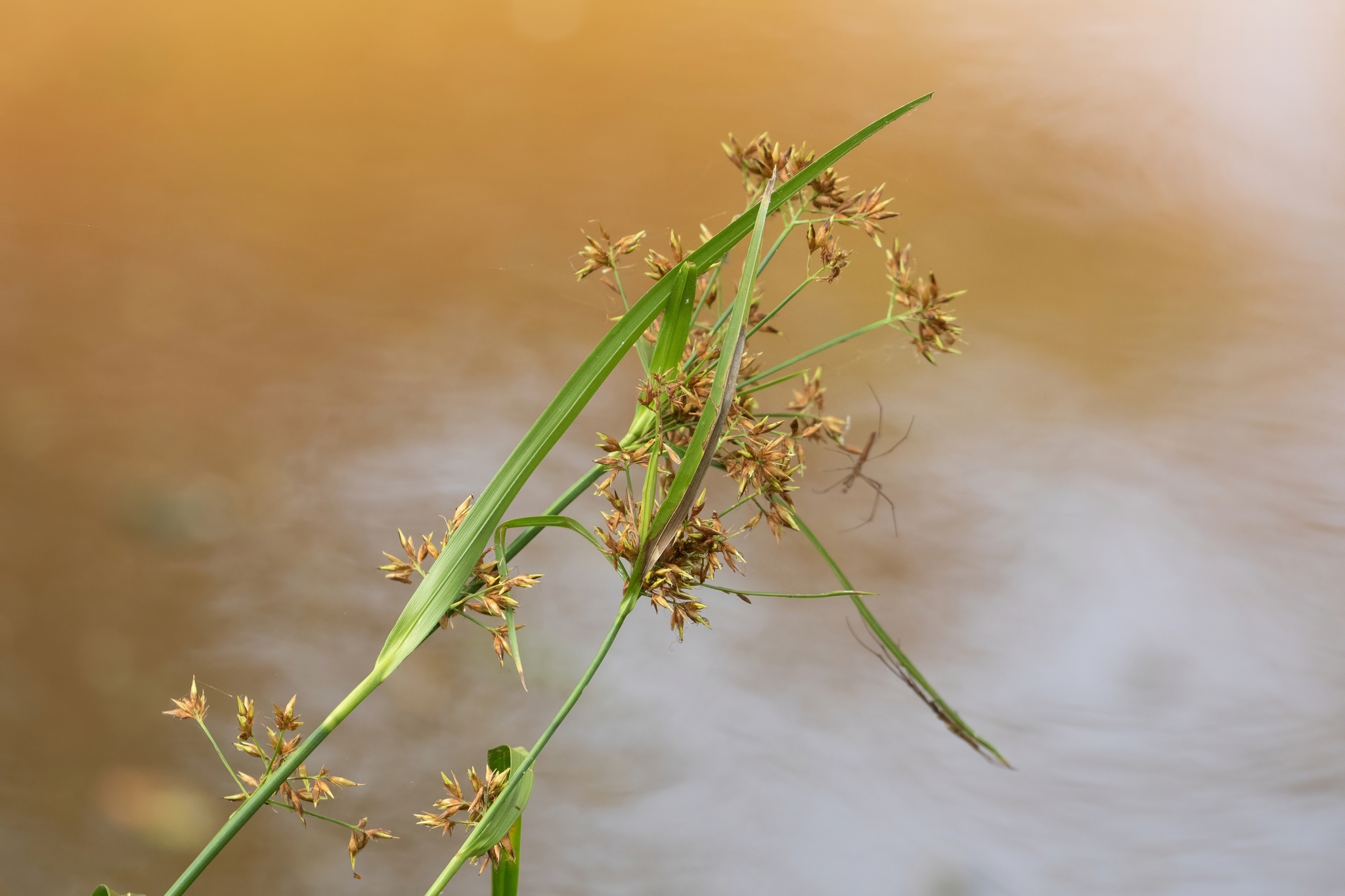 Rhynchospora corymbosa — ảnh 3