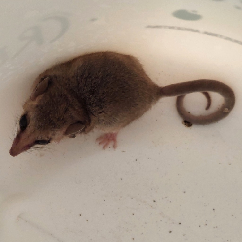 Pallid Fat-tailed Opossum