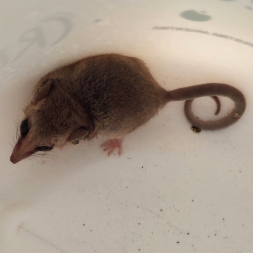 Pallid Fat-tailed Opossum