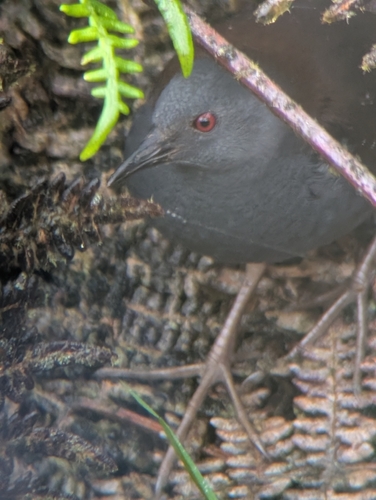 Galapagos Crake (Laterallus spilonota), photo 7