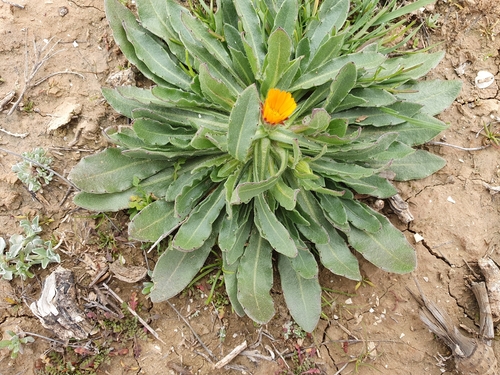 field marigold