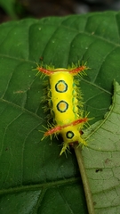 Euclea distrahens