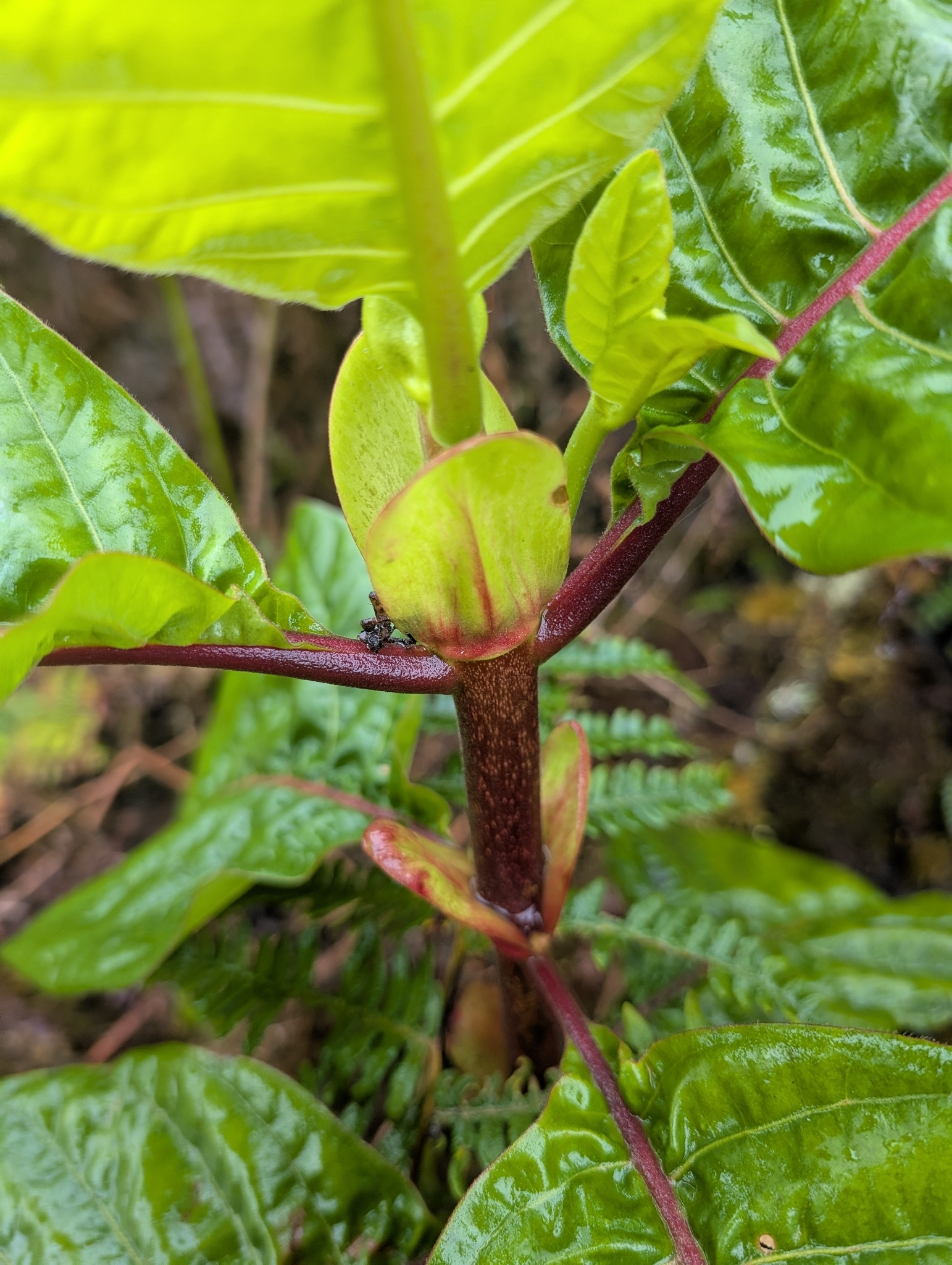 Quinine (Cinchona pubescens)