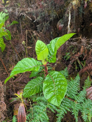 Cinchona pubescens, photograph 2