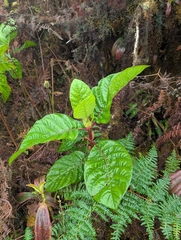 Cinchona pubescens, photograph (c) Jacob Saucier, some rights reserved (CC BY)