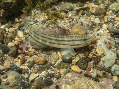 Bathygobius casamancus