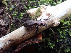 Carabus irregularis