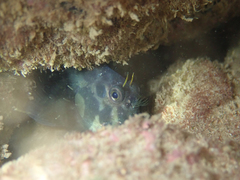 Ophioblennius atlanticus