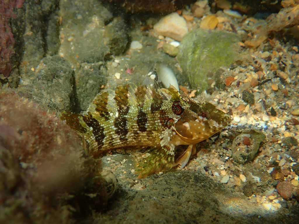 Orangesaddled Blenny