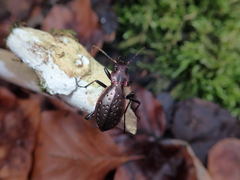 Carabus irregularis