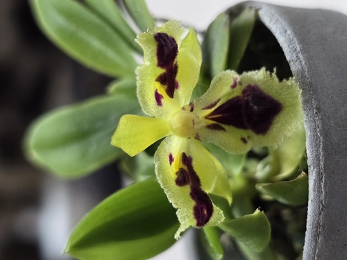 Haraella retrocalla iNat (2)