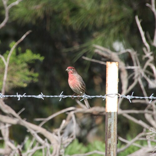 iNaturalist observation photo of House Finch