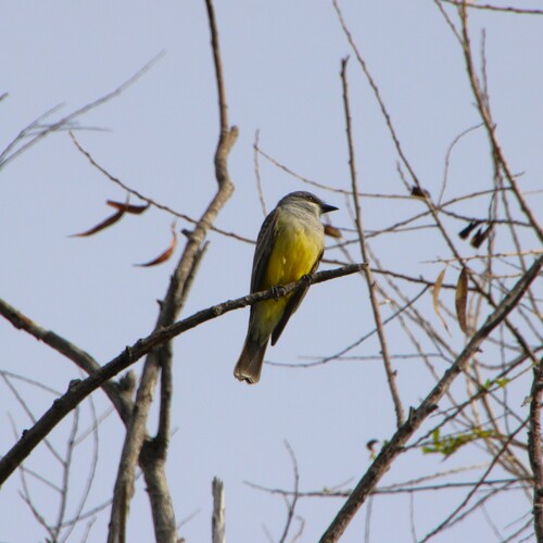 iNaturalist observation photo of Cassin's Kingbird