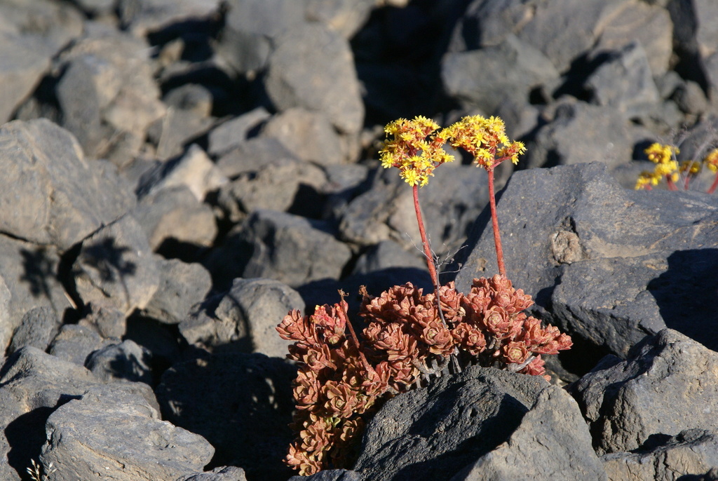 Aeonium spathulatum (Aeonium spathulatum)