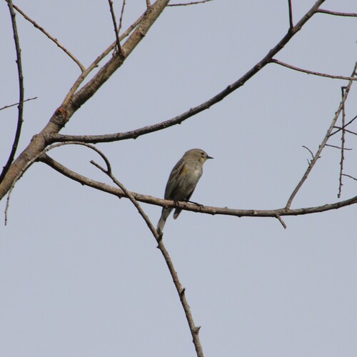 iNaturalist observation photo of Yellow-rumped Warbler