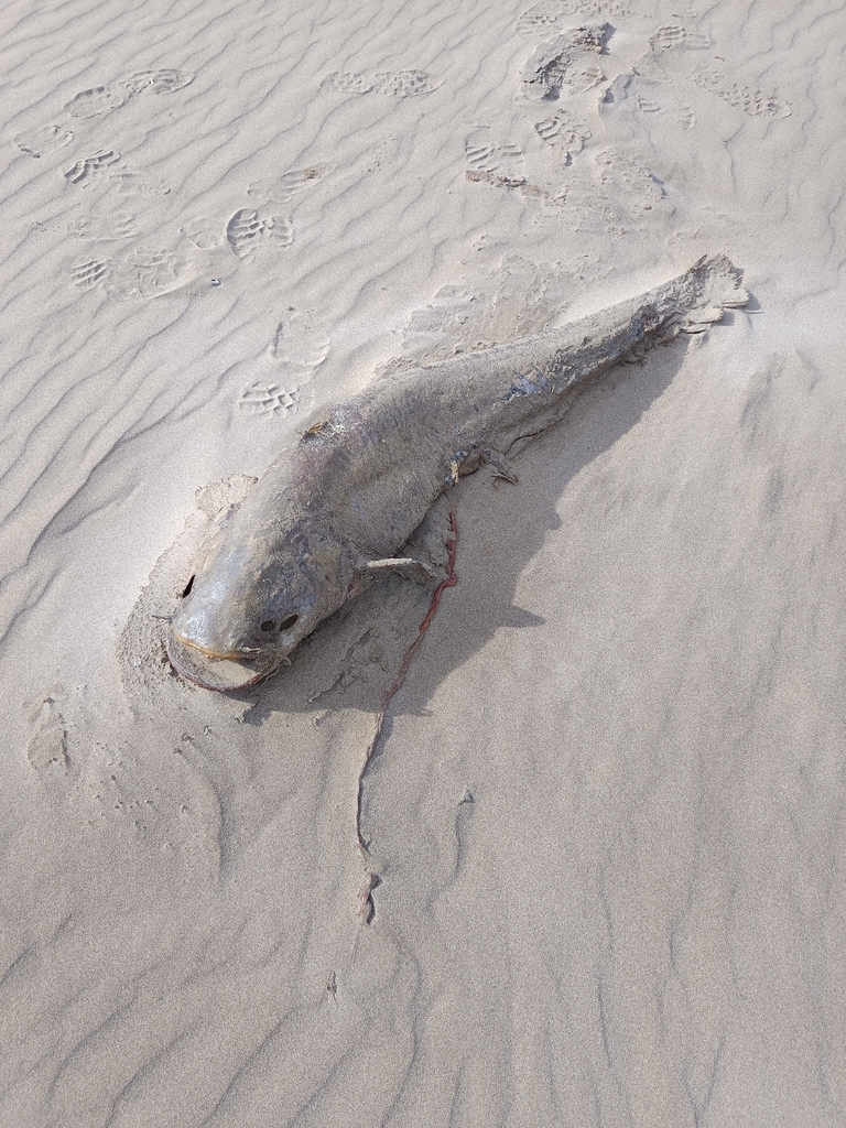 Wels catfish (Silurus glanis) — Siluridae