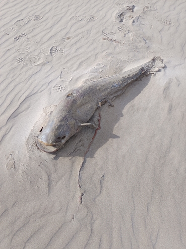 Wels catfish (Silurus glanis) — Siluridae