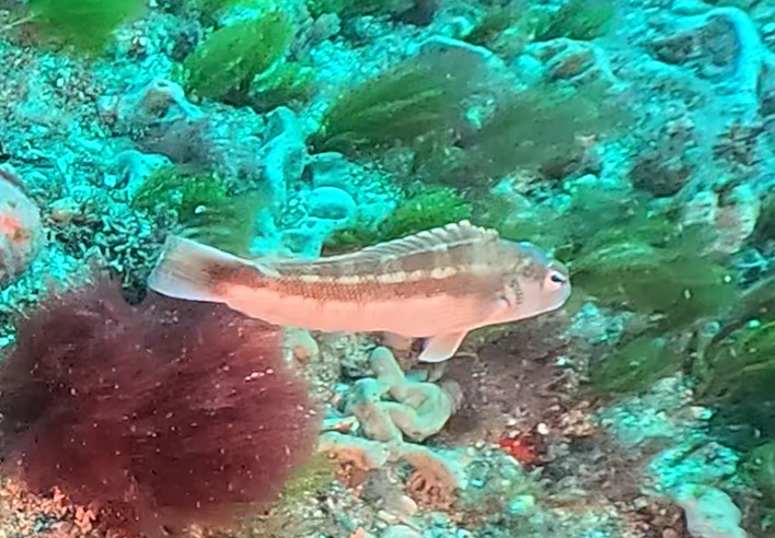 New Zealand Blue Cod in January 2026 by Karen Pratt. snips of GoPro ...
