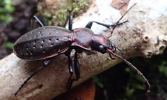 Carabus irregularis