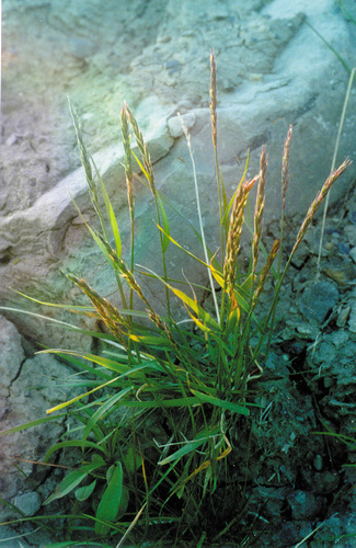 tundra wildrye (Elymus sajanensis)