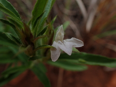 Lepidagathis scabra
