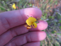 (c) Ben Machado, some rights reserved (CC BY) Crotalaria pumila, photograph (c) Ben Machado, some rights reserved (CC BY)