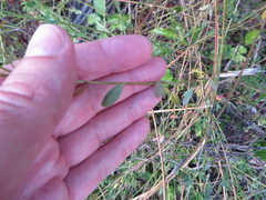 (c) Ben Machado, some rights reserved (CC BY) Crotalaria pumila, photograph (c) Ben Machado, some rights reserved (CC BY)