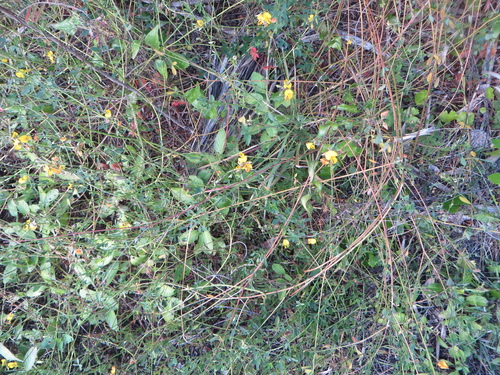 Crotalaria pumila, photograph 3