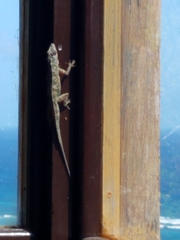 Anolis aeneus