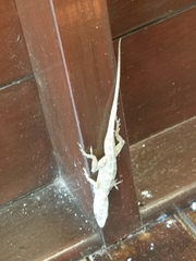 Anolis aeneus