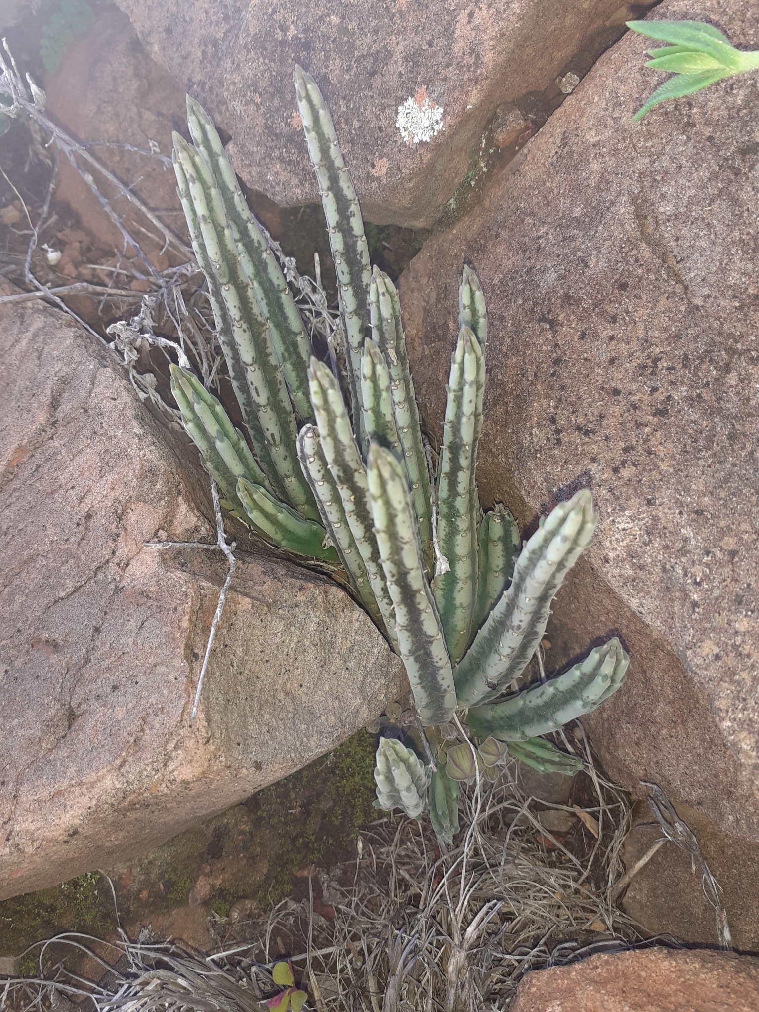 Stapelia olivacea