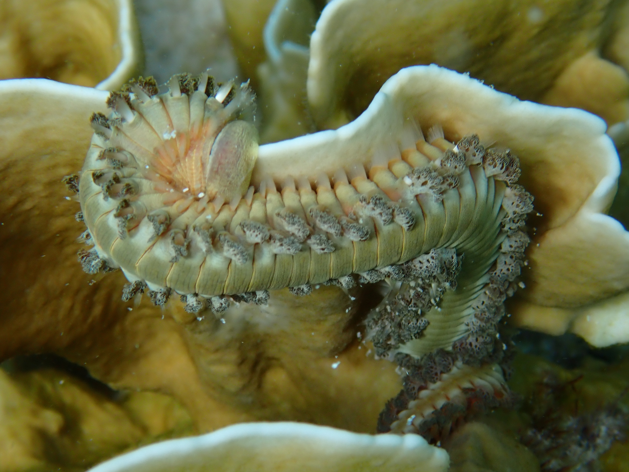 Hermodice carunculata (Pallas, 1766)