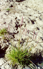 Elymus sajanensis